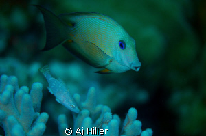 Triggerfish amidst soft coral; Nikon D2X, Aquatica Housin... by Aj Hiller 